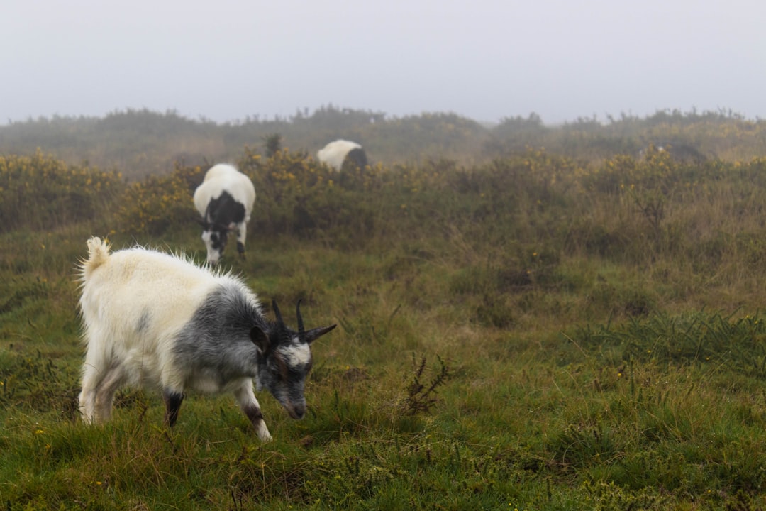 Photo Goat grazing