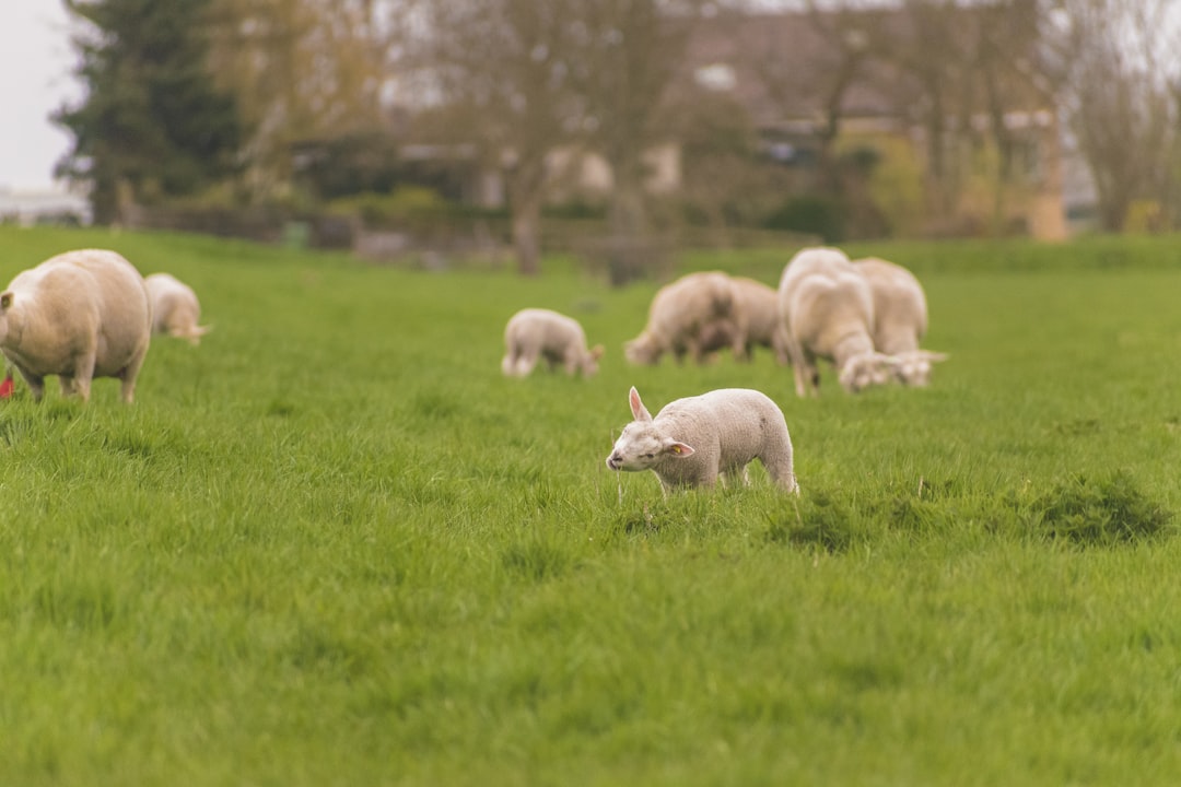 Photo Goat grazing